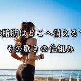 薬院・高砂エリアのパーソナルジムTRYCEが教える｜体脂肪はどこへ消える？その驚きの仕組み