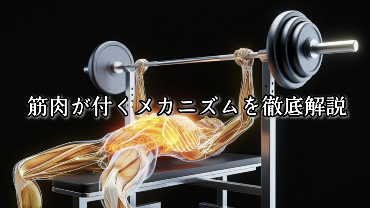 薬院・高砂エリアのパーソナルジムTRYCEが教える｜筋肉が付くメカニズムを徹底解説