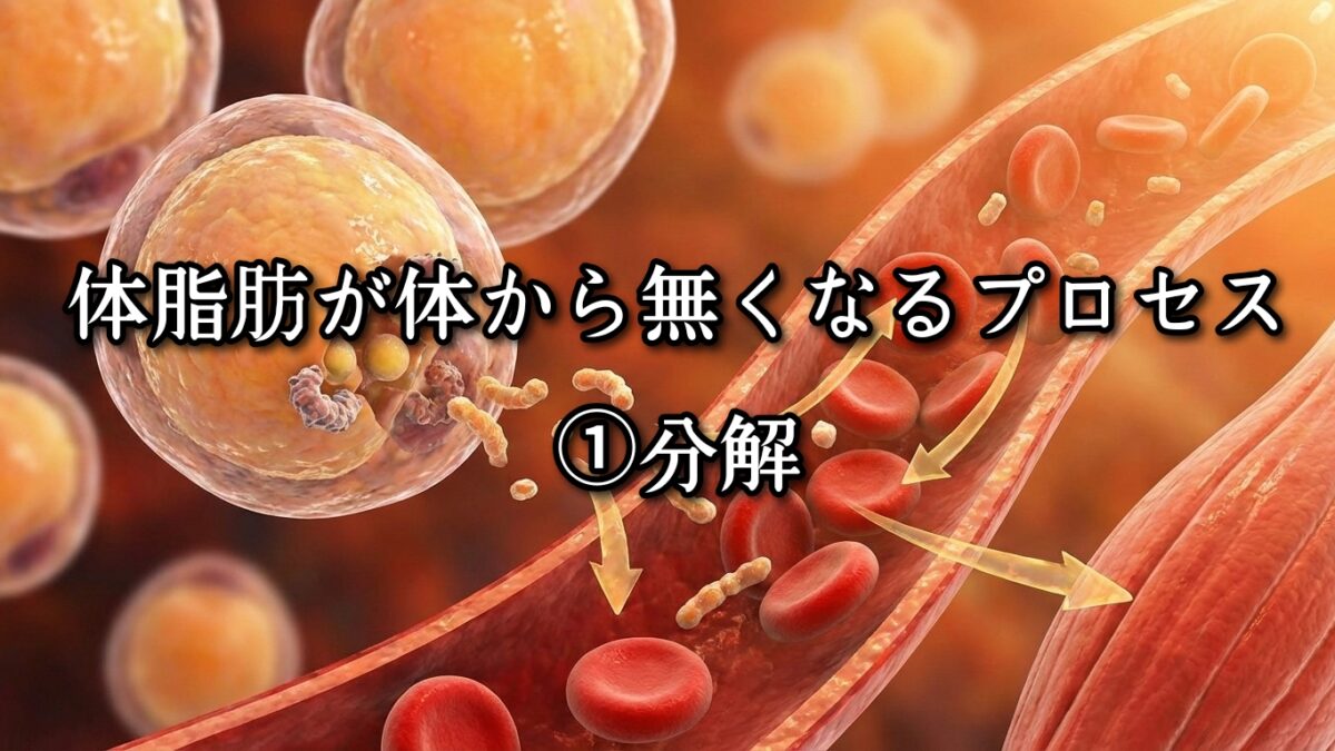 薬院・高砂エリアのパーソナルジムTRYCEが教える|体脂肪が体から無くなるプロセス①分解