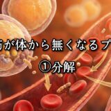 薬院・高砂エリアのパーソナルジムTRYCEが教える｜体脂肪が体から無くなるプロセス①分解