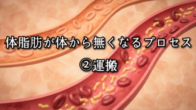 薬院・高砂エリアのパーソナルジムTRYCEが教える｜体脂肪が体から無くなるプロセス②運搬