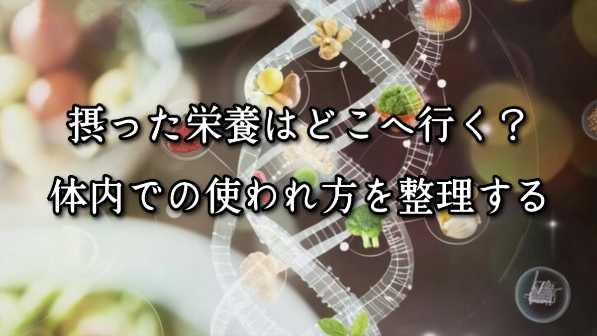 薬院・高砂エリアのパーソナルジムTRYCEが教える|摂った栄養はどこへ行く?体内での使われ方を整理する