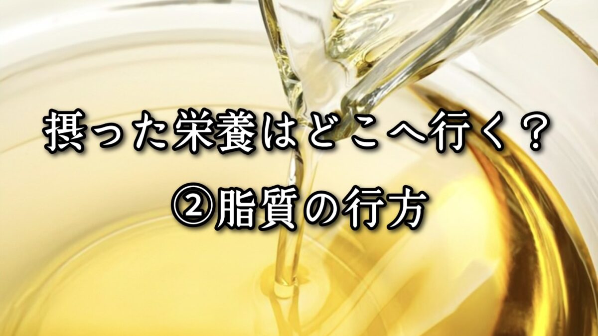 薬院・高砂エリアのパーソナルジムTRYCEが教える｜摂った栄養はどこへ行く？②脂質の行方