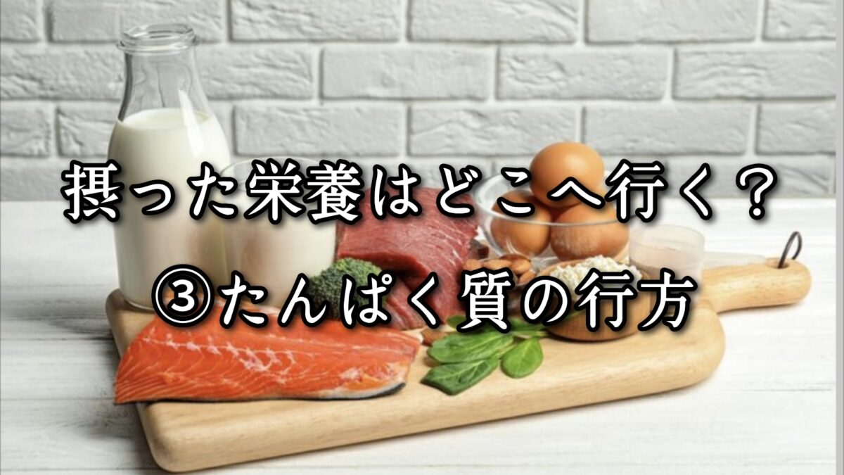 薬院・高砂エリアのパーソナルジムTRYCEが教える｜摂った栄養はどこへ行く？③たんぱく質の行方