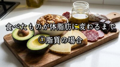 薬院・高砂エリアのパーソナルジムTRYCEが教える｜食べたものが体脂肪に変わるまで①脂質の場合