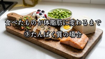 薬院・高砂エリアのパーソナルジムTRYCEが教える｜食べたものが体脂肪に変わるまで③たんぱく質の場合